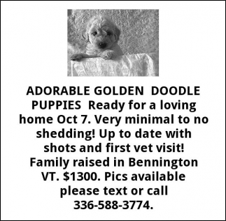 Golden Doodle Puppies, 336-588-3774, Bennington, VT